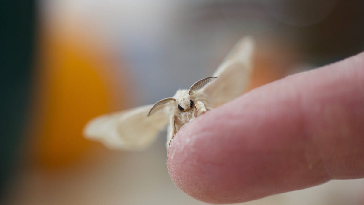 Lebensmittelmotten-Eier erkennen und bekämpfen: Das sollten Sie wissen