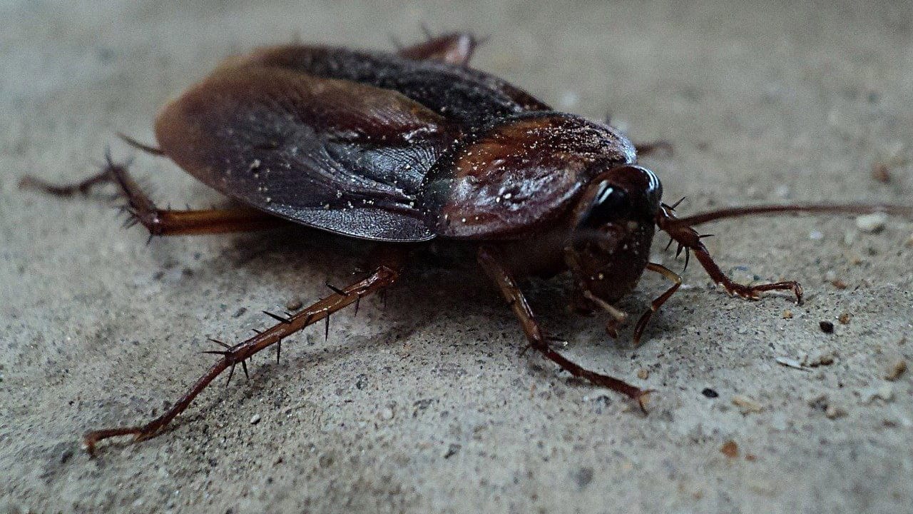Kakerlaken können drei bis zehn Zentimeter groß werden.