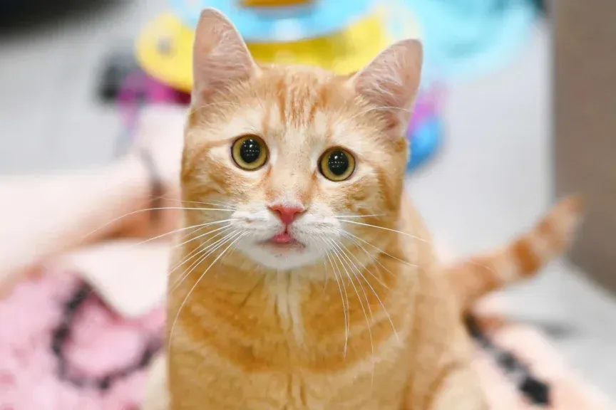 Kater Kasim