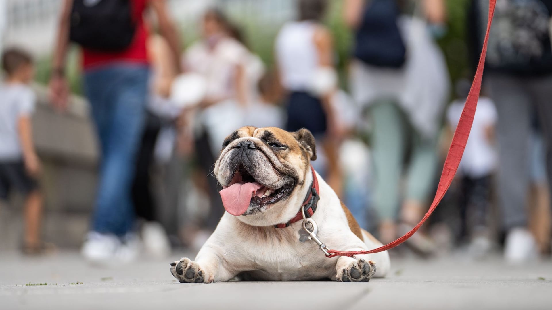 Eine Englische Bulldogge liegt hechelnd auf der Strasse Eine Englische Bulldogge liegt hechelnd auf der Strasse