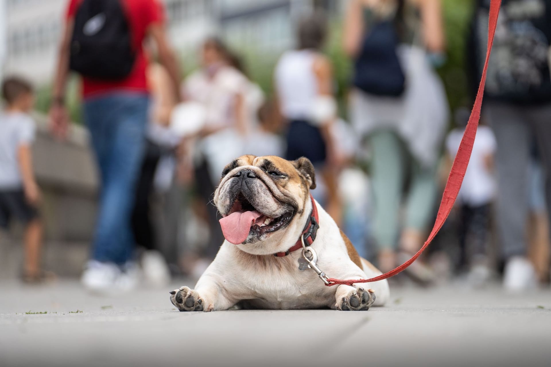 Eine Englische Bulldogge liegt hechelnd auf der Strasse