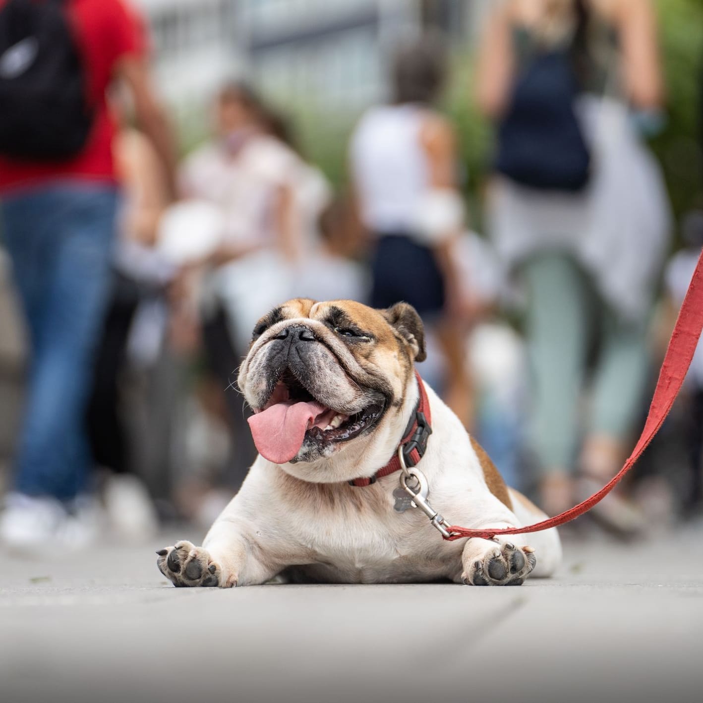 Eine Englische Bulldogge liegt hechelnd auf der Strasse