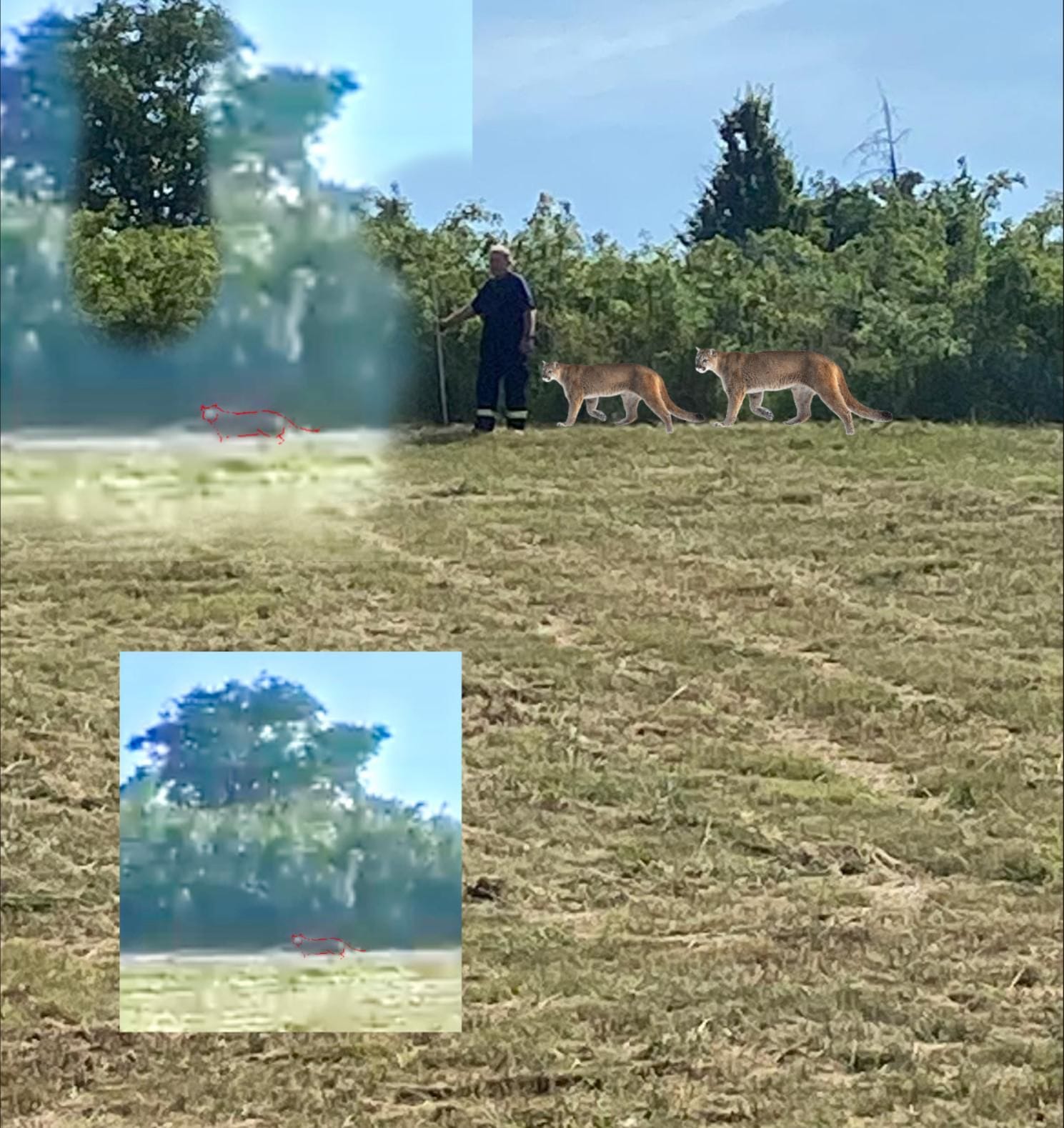 Größenverhältniss von Mensch und Puma am Ort des Geschehens: Die Videoaufnahme bei Braunsbedra könnte ein klassischer Fall von optischer Täuschung gewesen sein.