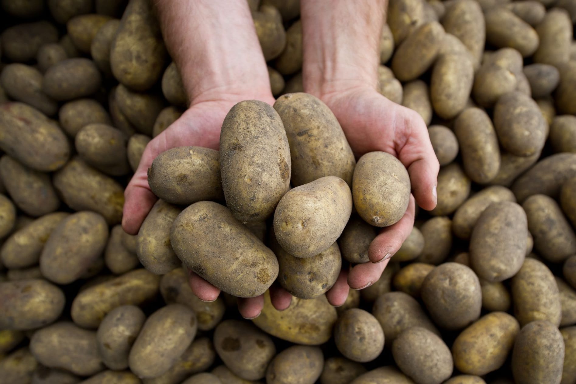 Kartoffelernte