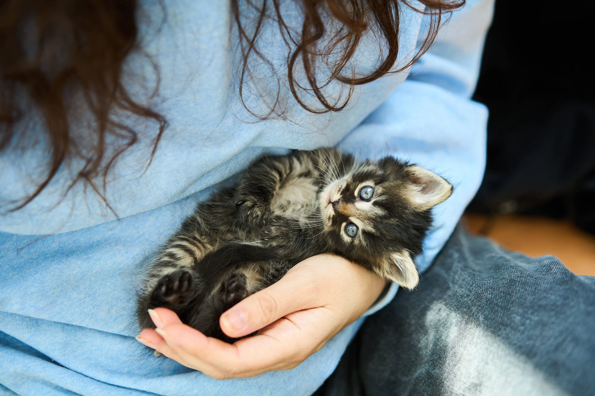 Ein Kätzchen in den Händen einer Frau (Symbolbild): Die Tierhilfe Wolfsburg hat drei verwahrloste Kitten von einem Recyclinghof gerettet.