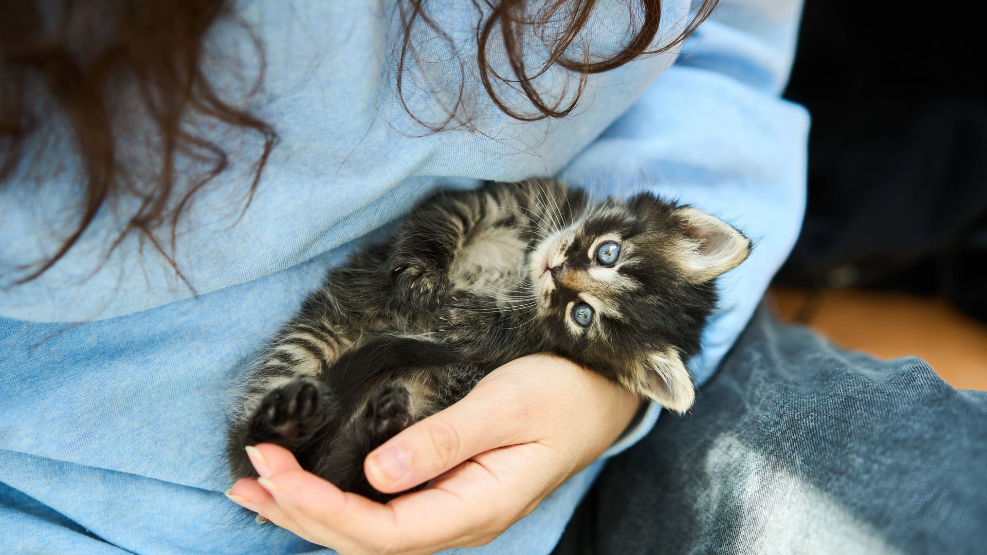 Ein Kätzchen in den Händen einer Frau (Symbolbild): Die Tierhilfe Wolfsburg hat drei verwahrloste Kitten von einem Recyclinghof gerettet.