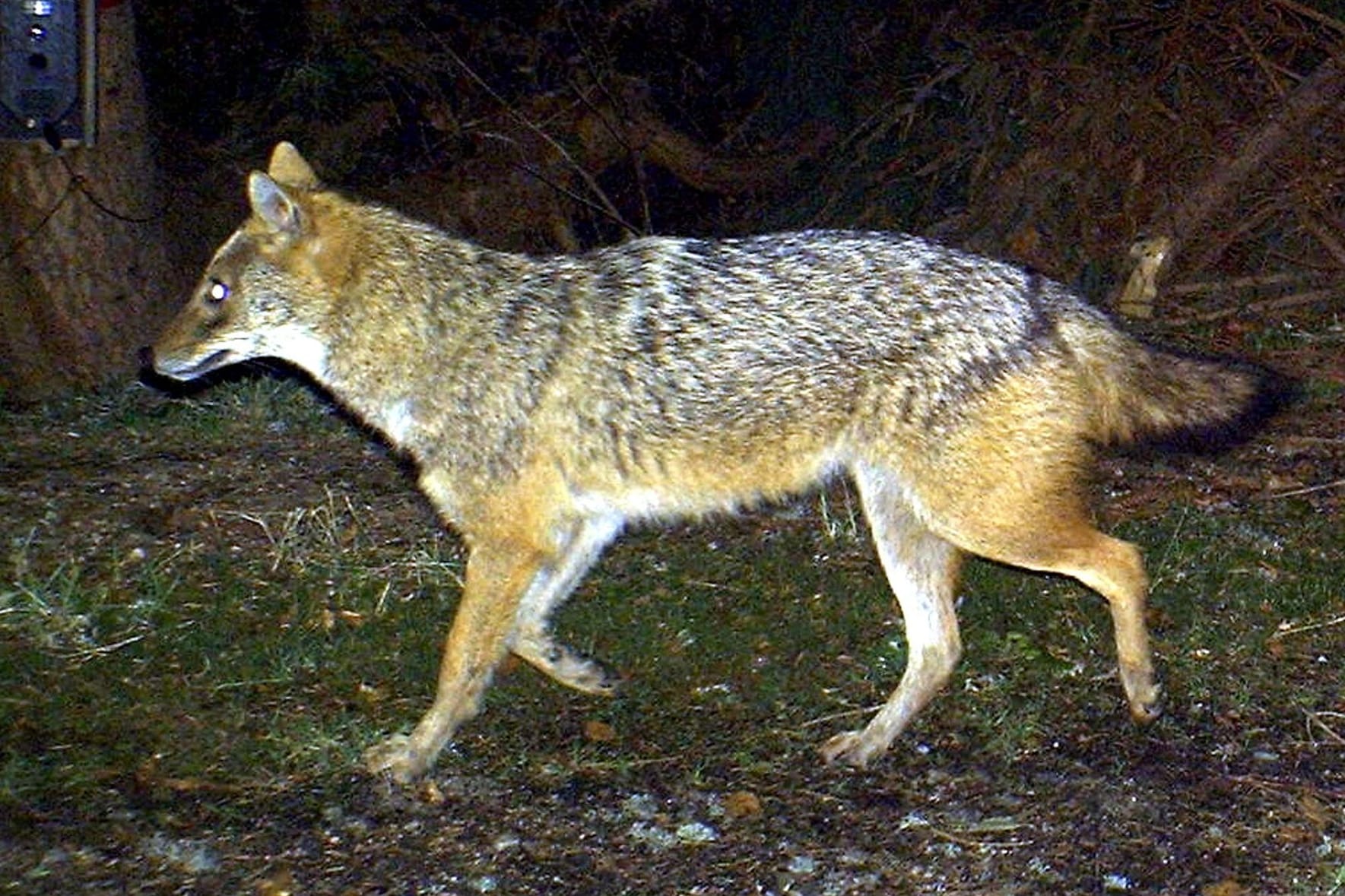 Goldschakal im Nationalpark Bayerischer Wald (Archivbild): In Niedersachsen wurden bislang nur wenige Exemplare gesichtet.