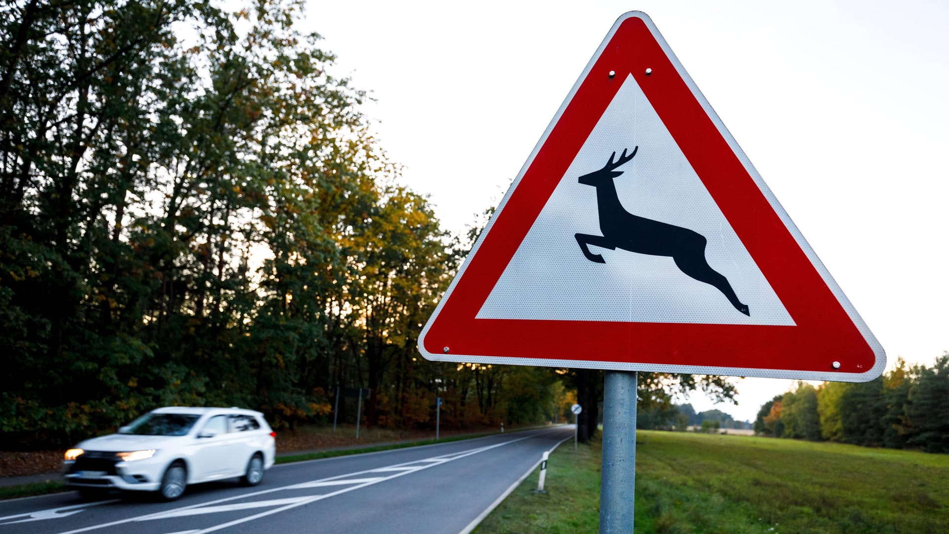 Verkehrsschild warnt vor Wildwechsel (Symbolbild): Eine Hamburgerin wich einem Tier aus und prallte gegen einen Baum.