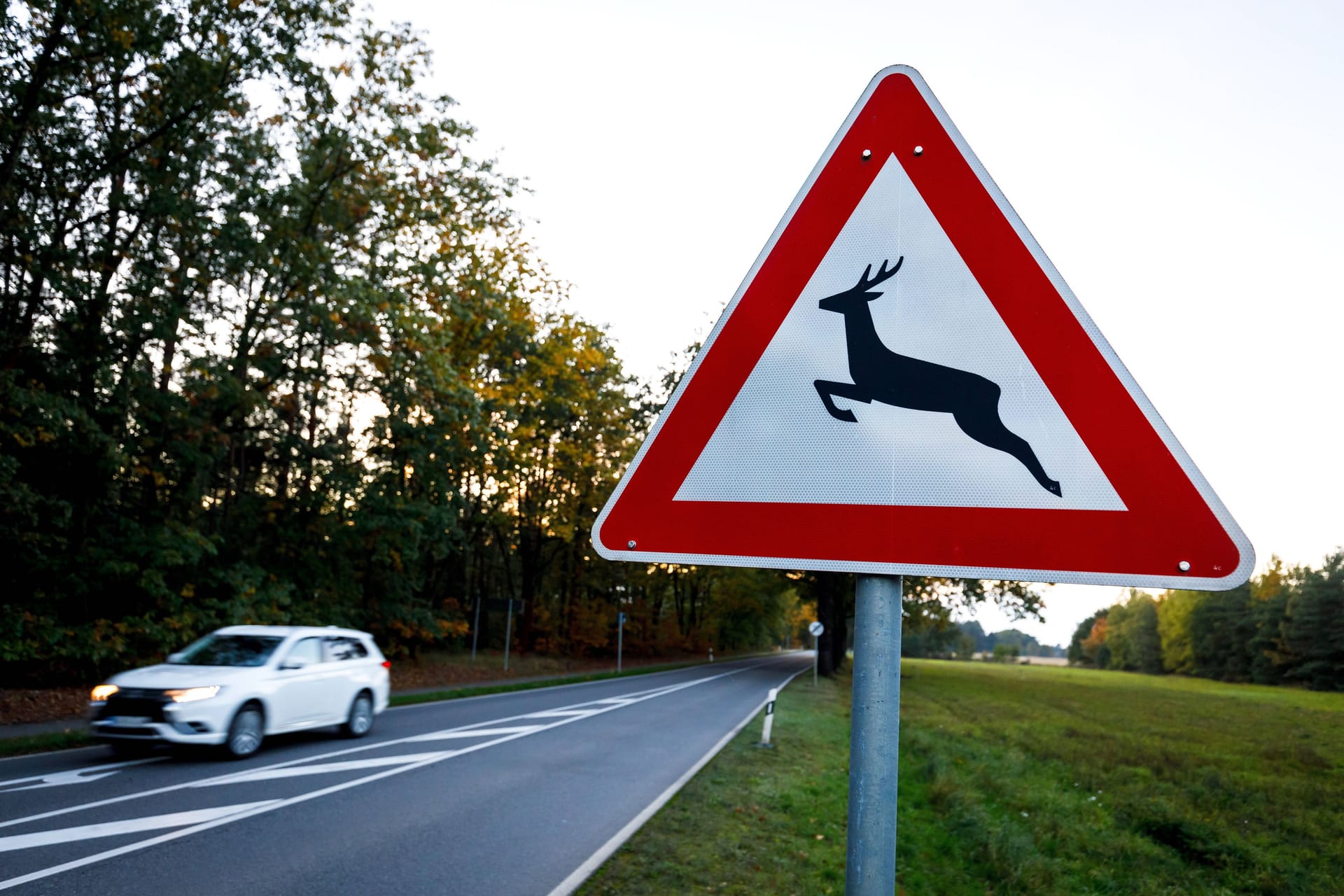 Verkehrsschild warnt vor Wildwechsel (Symbolbild): Eine Hamburgerin wich einem Tier aus und prallte gegen einen Baum.