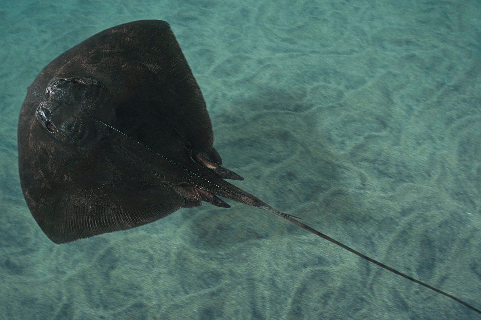 Pteroplatytrygon violacea: Der Peitschenrochen hat einen rautenförmigen Körper und doppelt so langen Schwanz. Ein Exemplar verletzte jetzt auf Mallorca ein Kind (Archivfoto).
