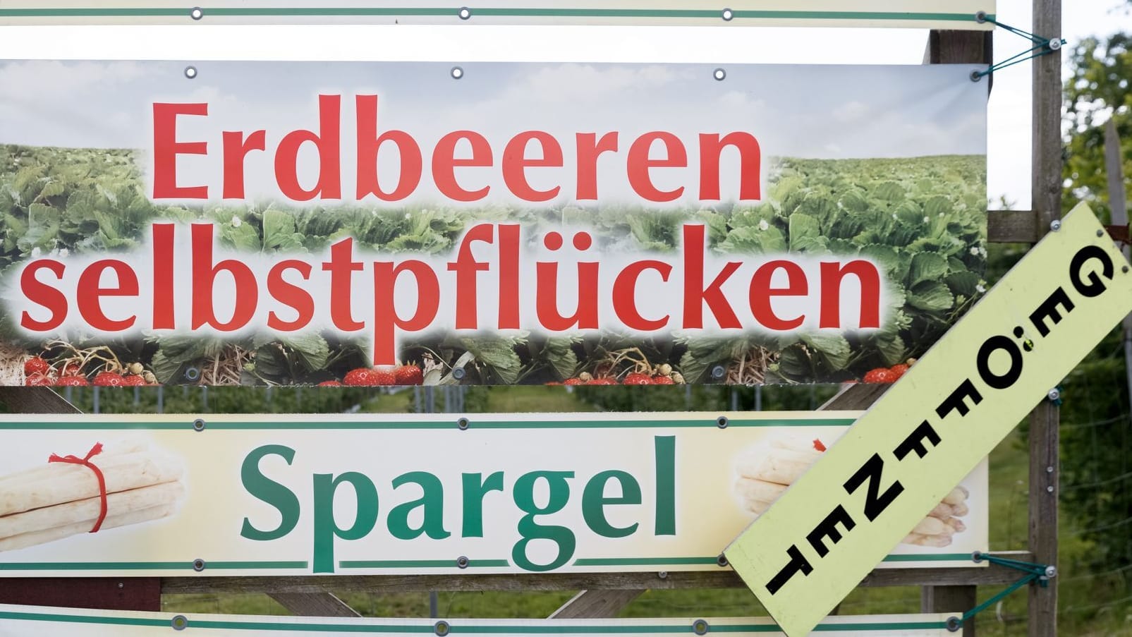 Erdbeeren zum Selberpflücken (Archivbild): Viele Höfe in Norddeutschland laden zum Ernten auf dem Feld ein. Erdbeeren zum Selberpflücken (Archivbild): Viele Höfe in Norddeutschland laden zum Ernten auf dem Feld ein.