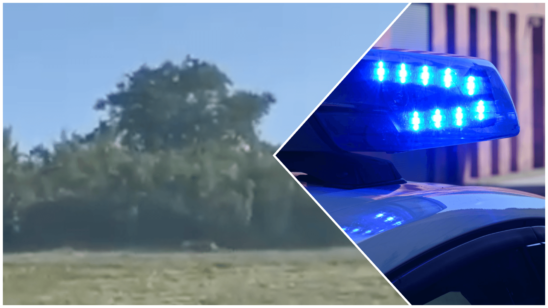 Ein Video in den sozialen Medien soll eine Großkatze in Sachsen-Anhalt zeigen. Die Polizei ist im Einsatz.