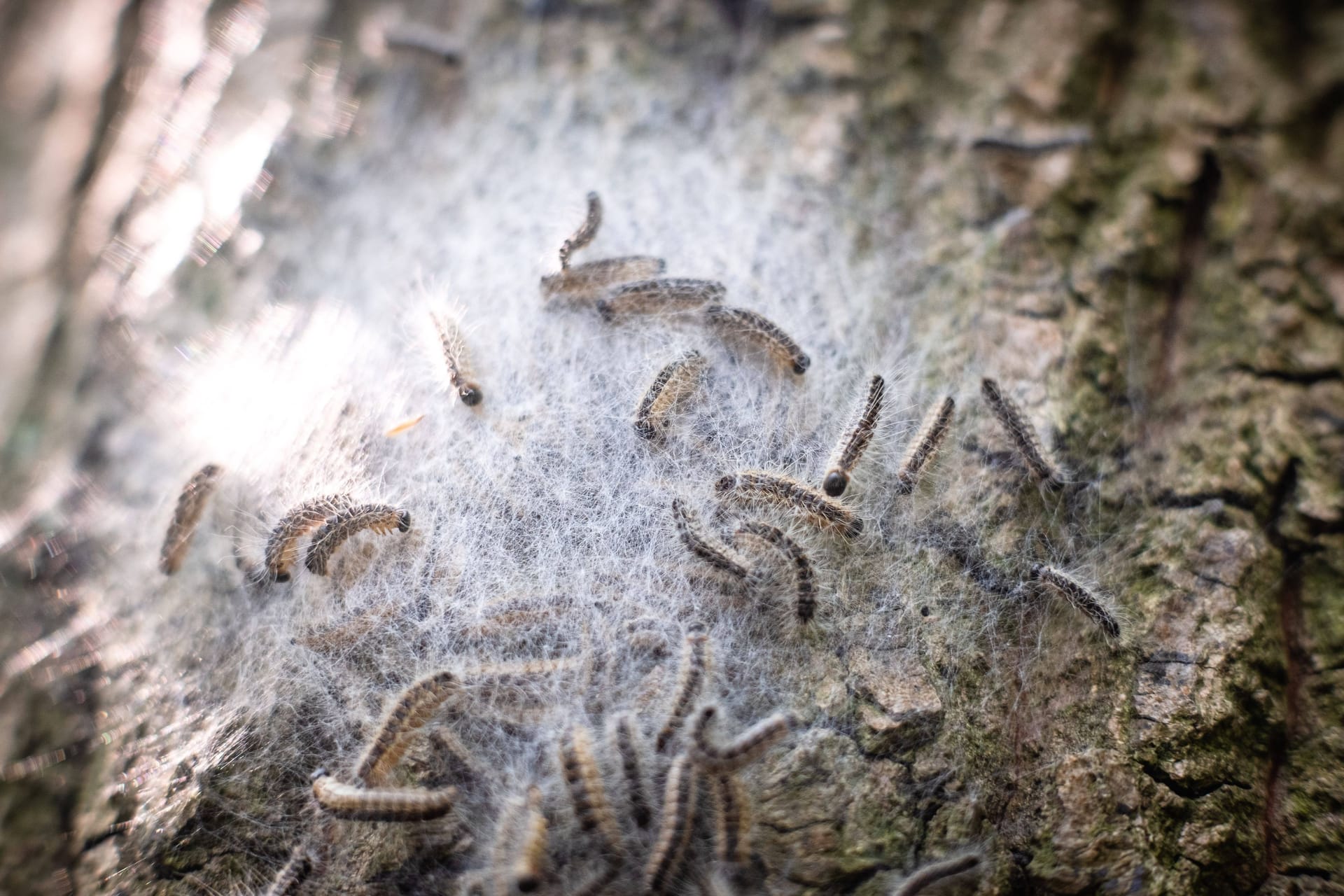 Nest von Eichenprozessionsspinnern an einer Eiche (Symbolfoto): Das Strandbad Jungfernheide ist offenbar Opfer eines großen Befalls geworden.