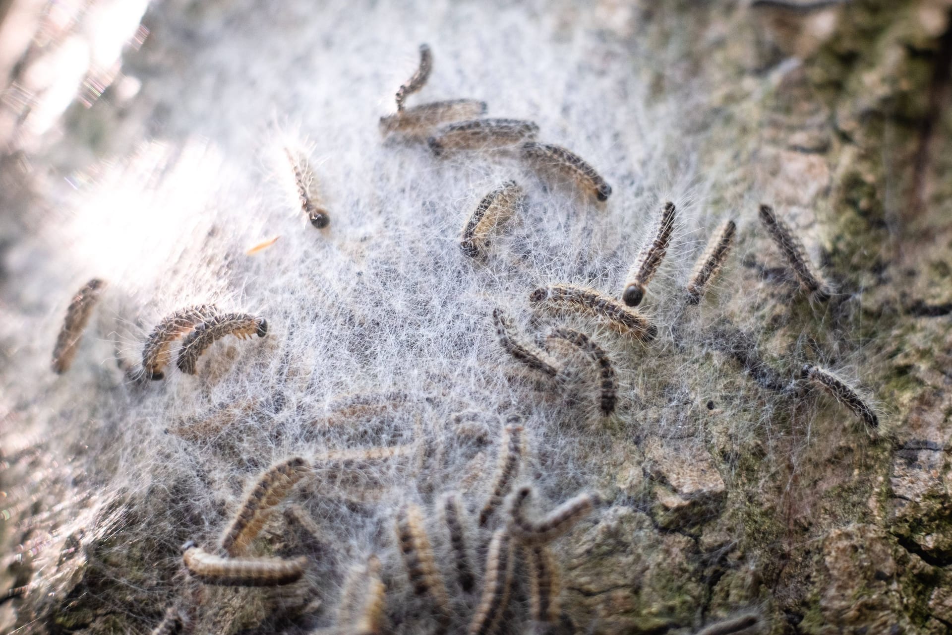 Nest von Eichenprozessionsspinnern an einer Eiche (Symbolfoto): Das Strandbad Jungfernheide ist offenbar Opfer eines großen Befalls geworden.