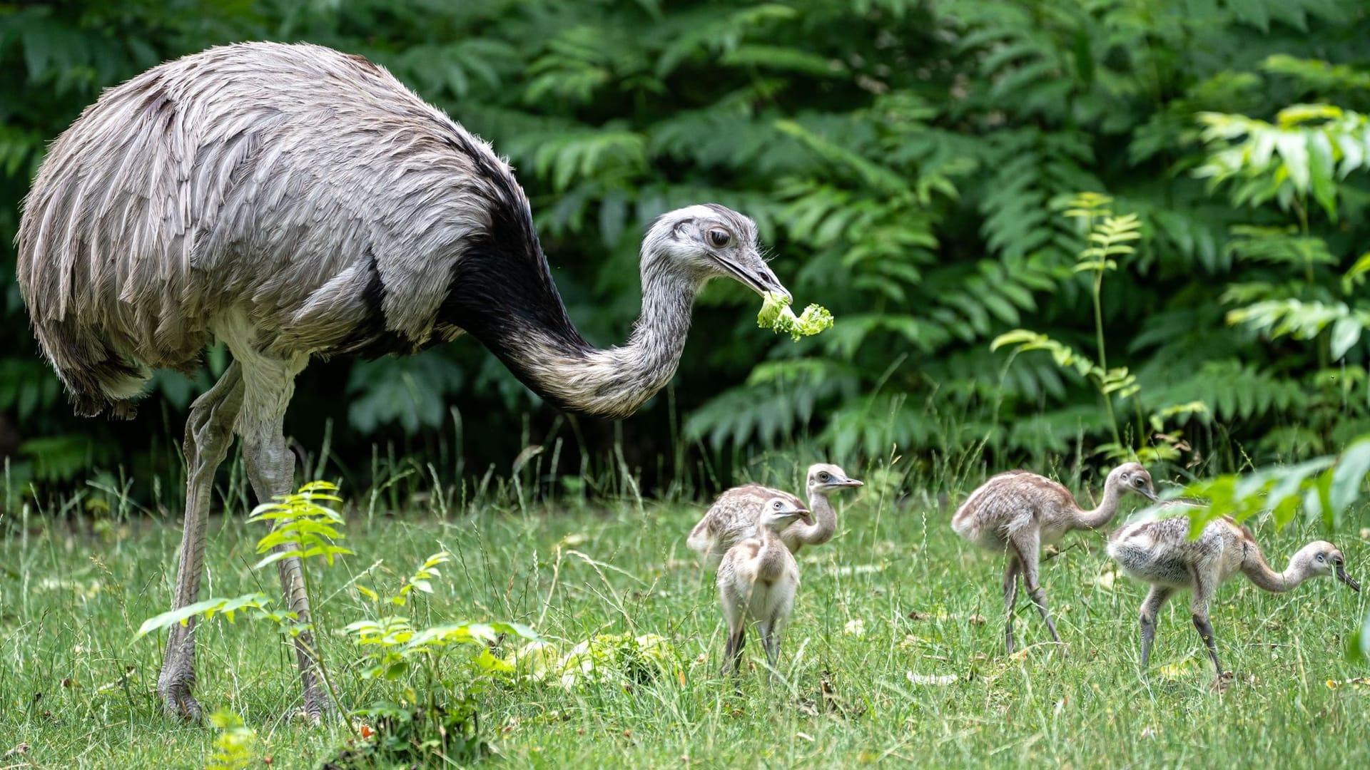 Nandu-Küken in der Wilhelma Nandu-Küken in der Wilhelma