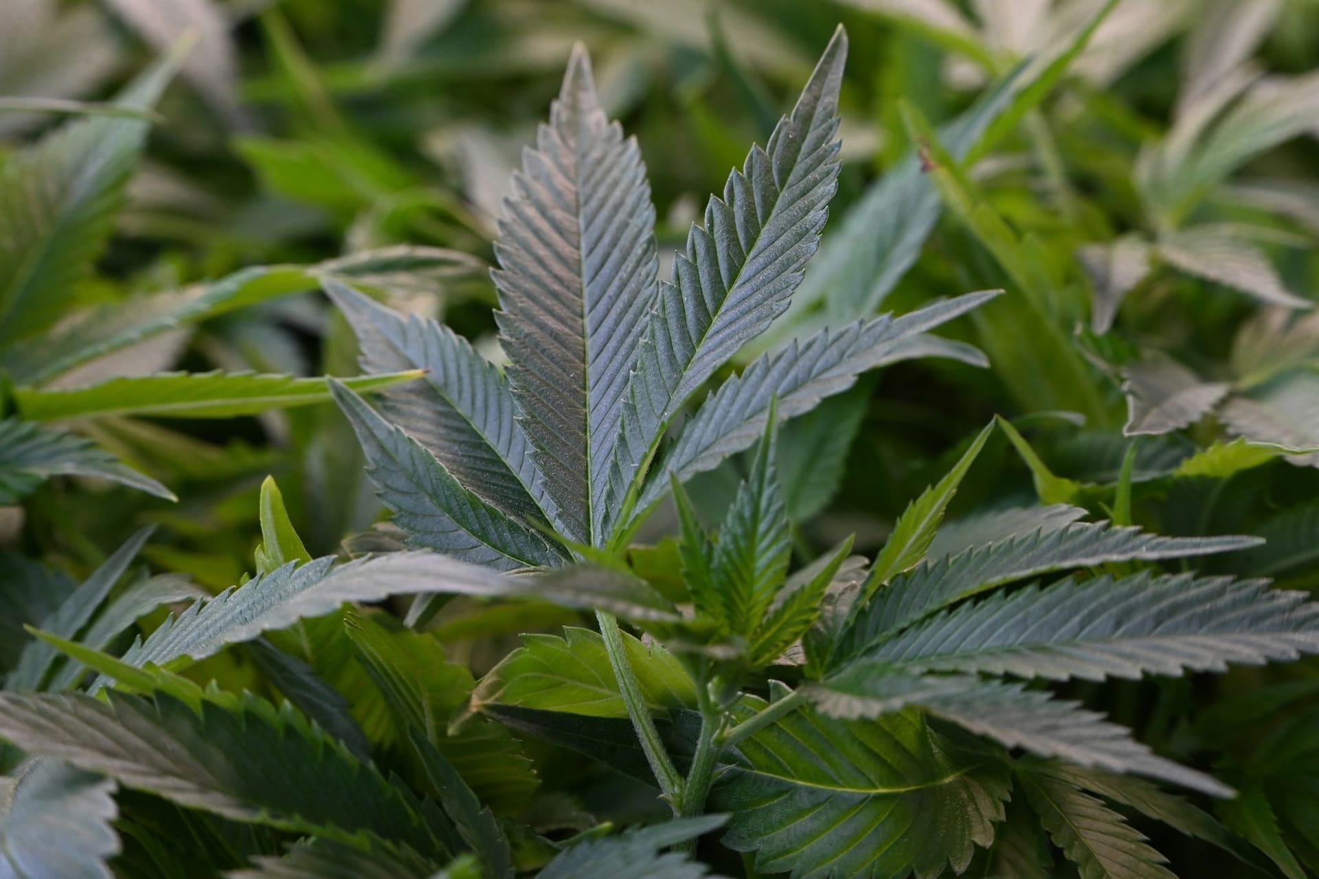 Cannabis