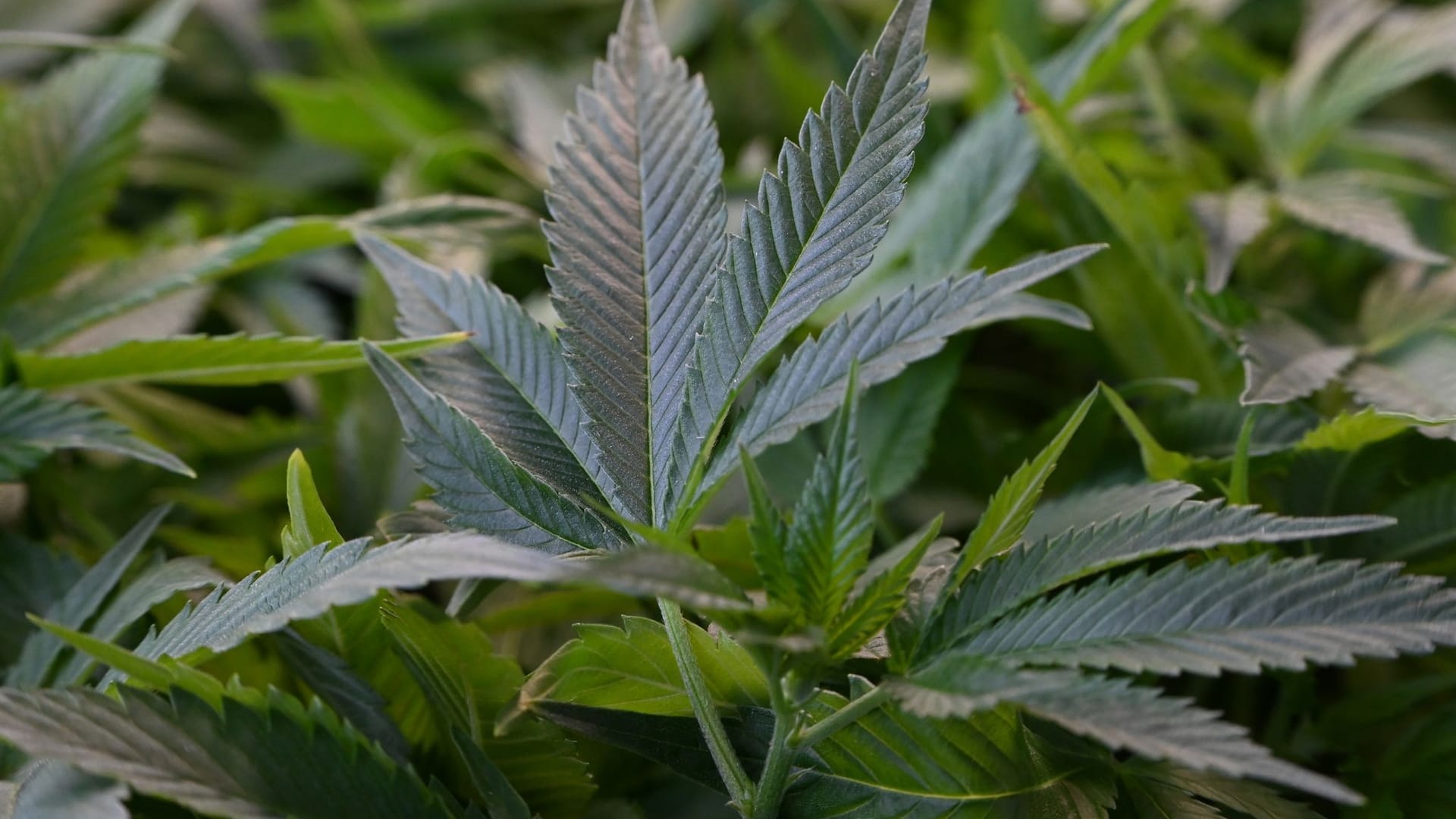 Cannabis Cannabis