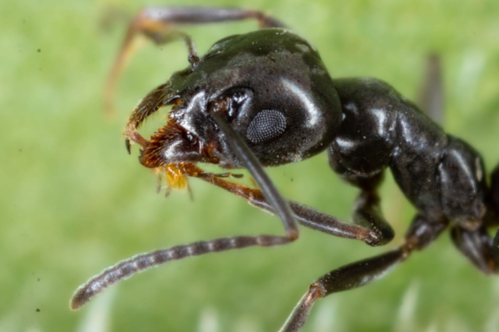 Eine Tapinoma-Ameise im Gras (Symbolbild): Die invasive Ameisenart breitet sich immer weiter in Deutschland aus, unter anderem in Dresden.