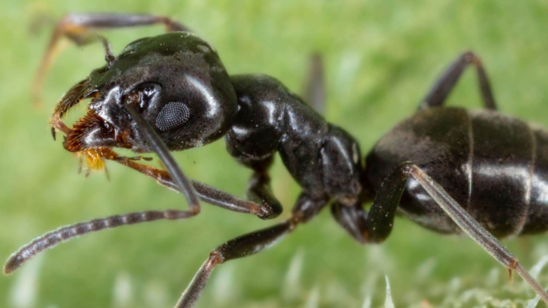 Eine Tapinoma-Ameise im Gras (Symbolbild): Die invasive Ameisenart breitet sich immer weiter in Deutschland aus, unter anderem in Dresden.