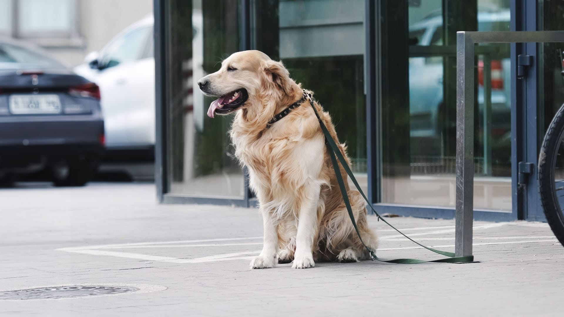 Golden retriever dog waiting owner at street