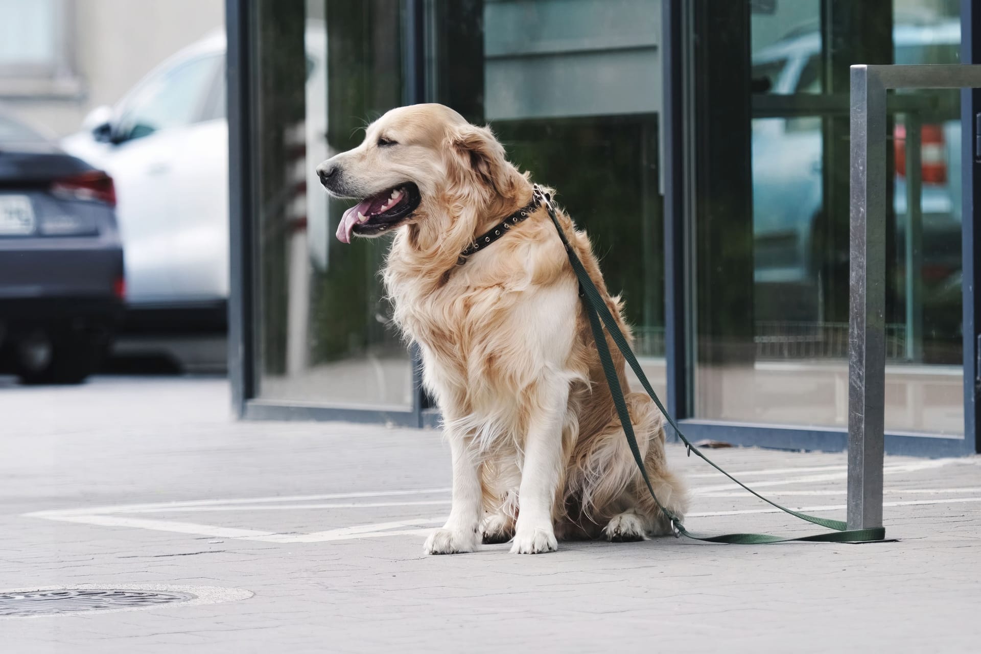 Golden retriever dog waiting owner at street