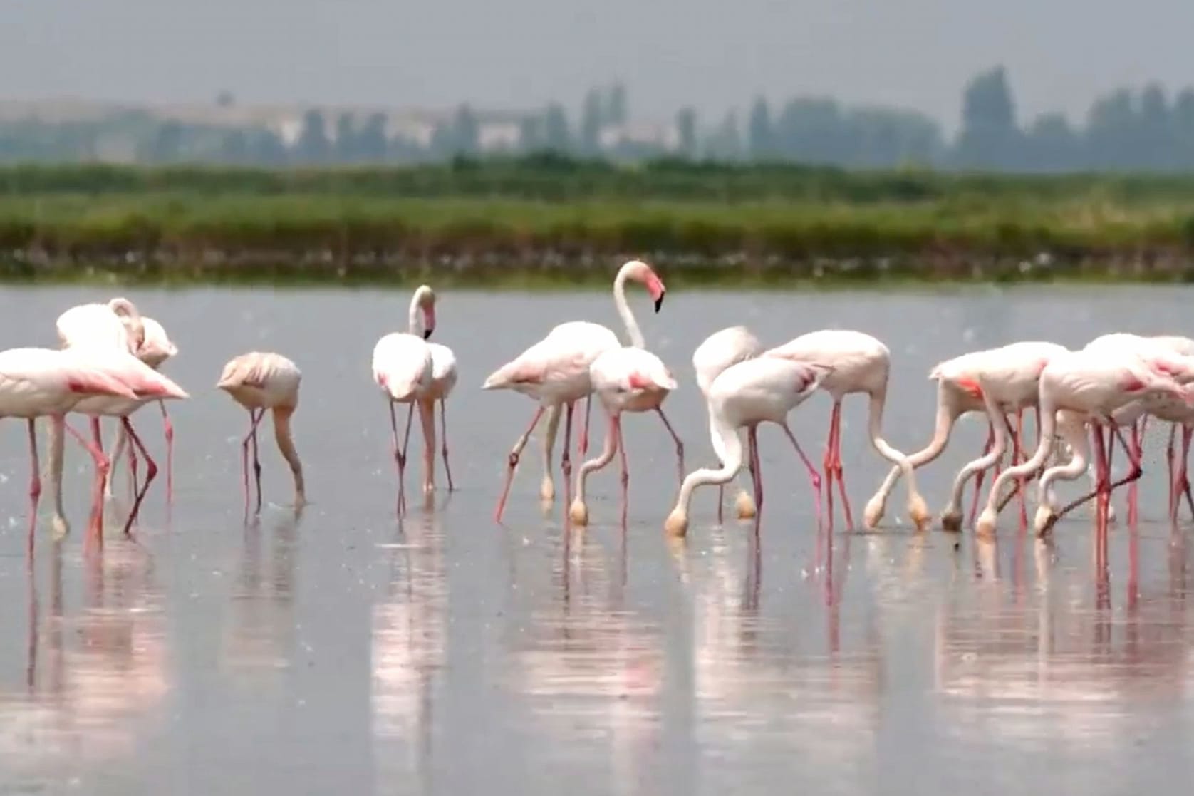 Eine Gruppe Flamingos steht in einem Feld in Italien, auf dem Risotto-Reis angebaut wird.