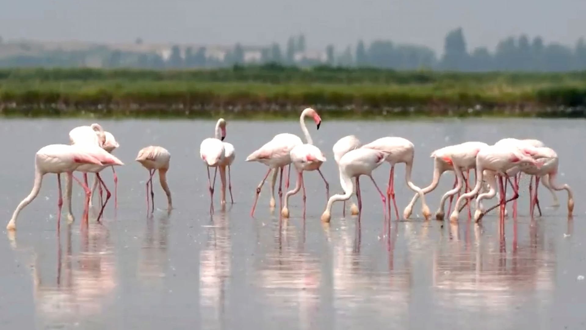 Eine Gruppe Flamingos steht in einem Feld in Italien, auf dem Risotto-Reis angebaut wird.