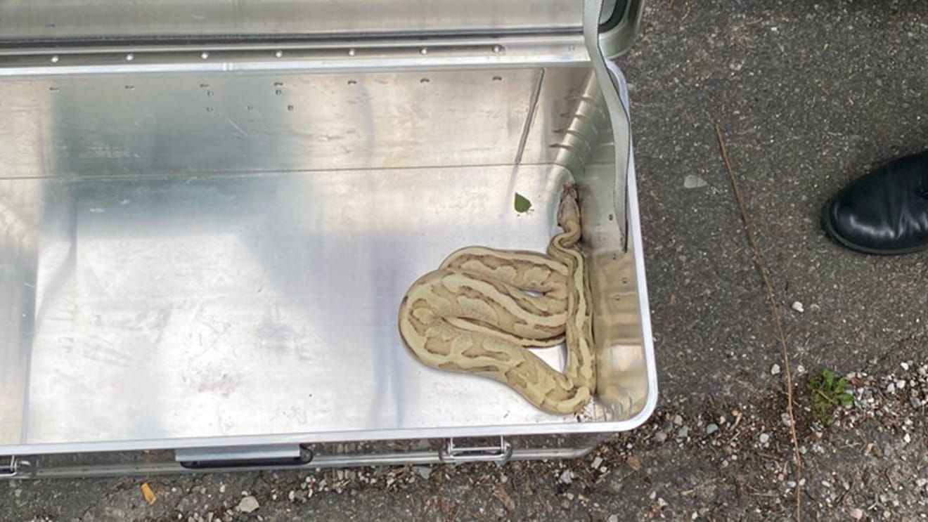 Königspython auf Briefkasten in Oberbayern gefunden