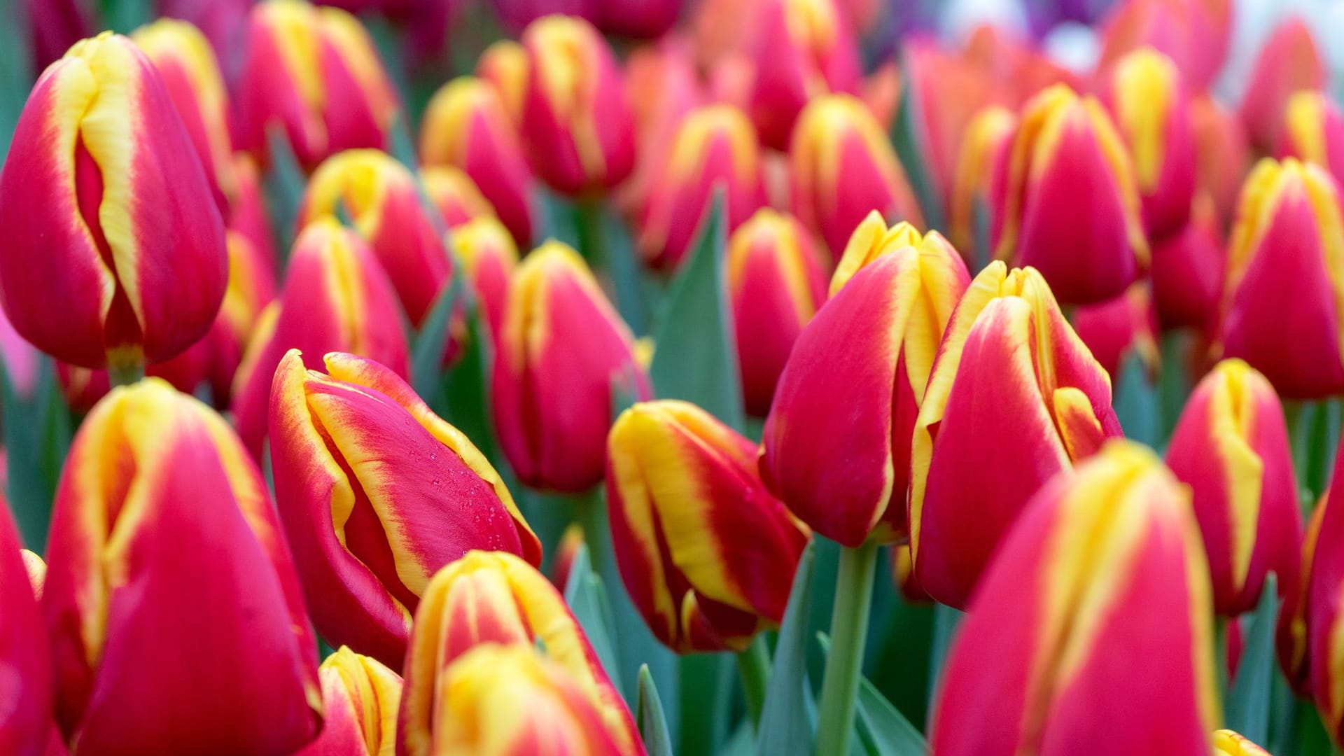Tulpenblüten in Rot und Gelb