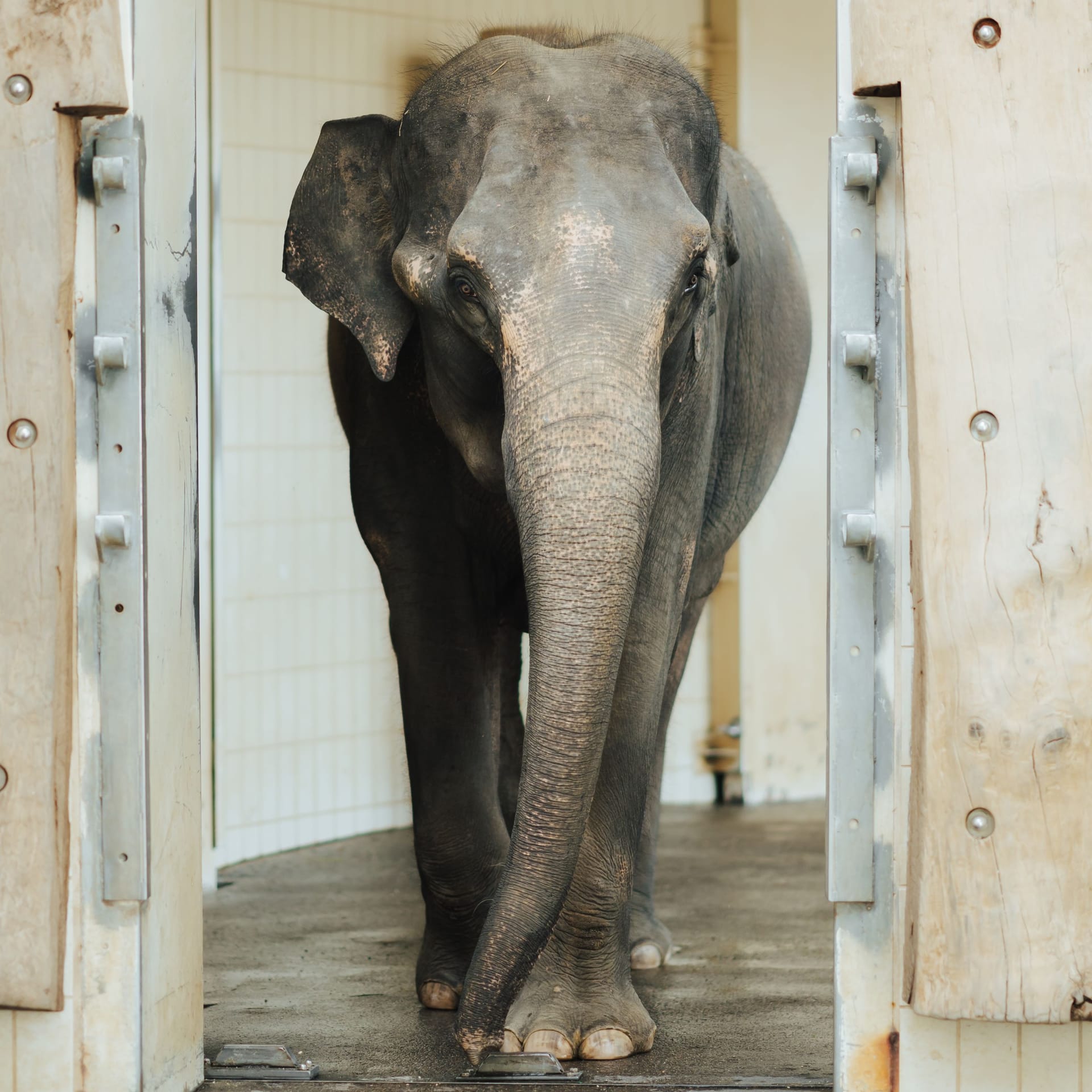 Elefantenkuh Rani im Eingewöhnungsbereich des Tierparks Hellabrunn: Die Neuankömmling aus Leipzig zeigt sich in der Herde oft noch zurückhaltend.