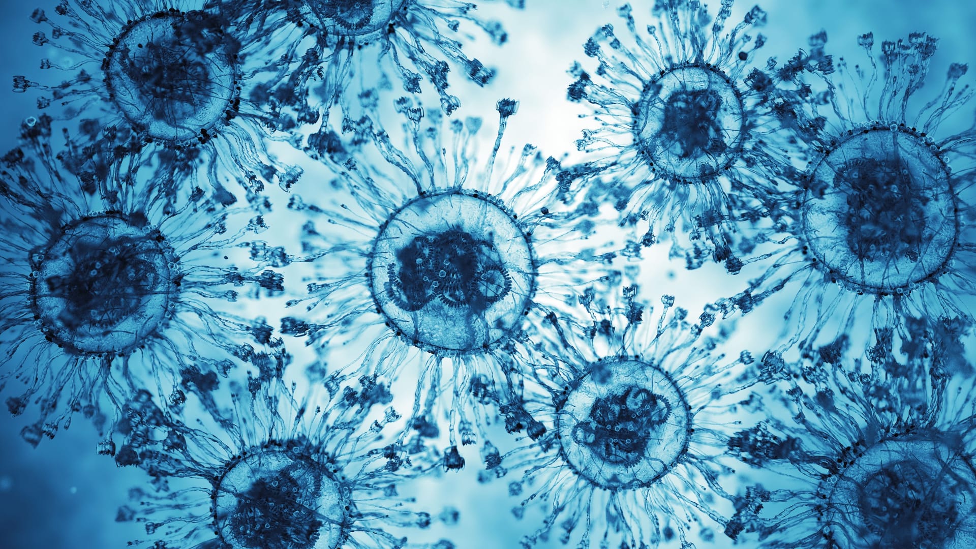 Viruszellen: Die Spitzmaus gilt als Hauptüberträger des Borna-Virus.
