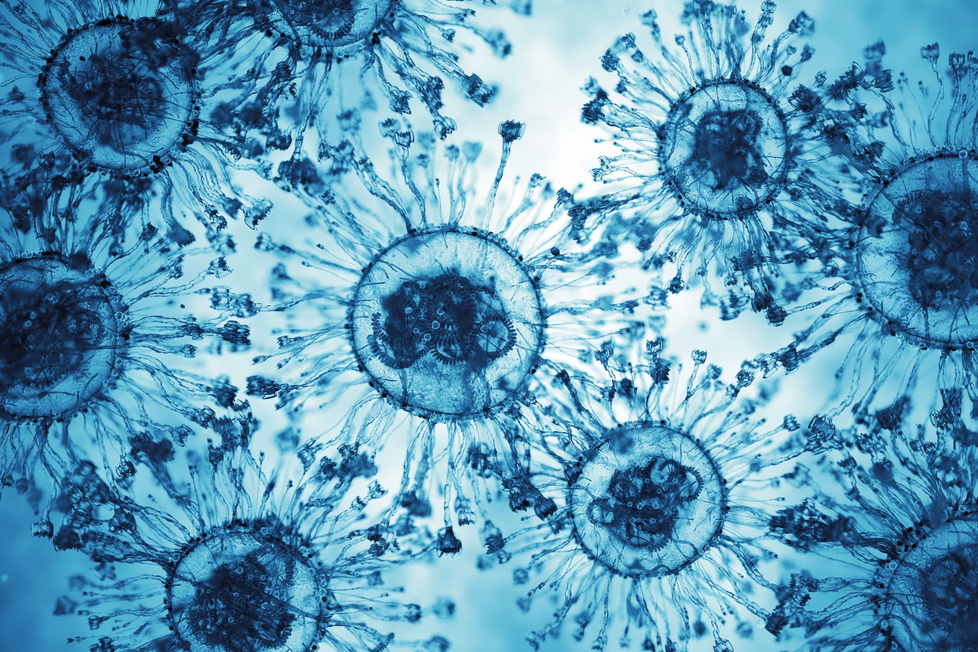 Viruszellen: Die Spitzmaus gilt als Hauptüberträger des Borna-Virus.