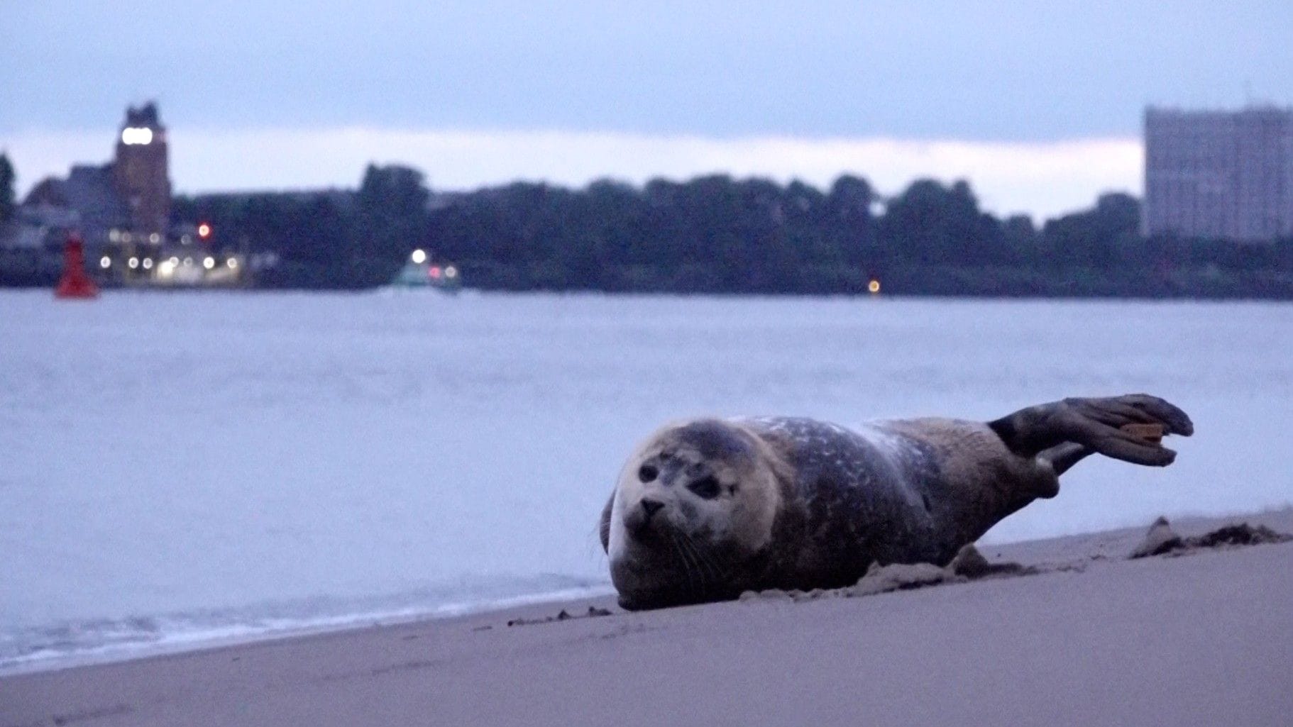 Die leicht verletzte Robbe am Elbstrand in Hamburg-Othmarschen.