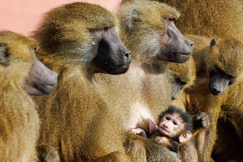 Guinea-Paviane im Tiergarten Nürnberg: Affen sitzen mit einem Jungtier in ihrem Gehege.