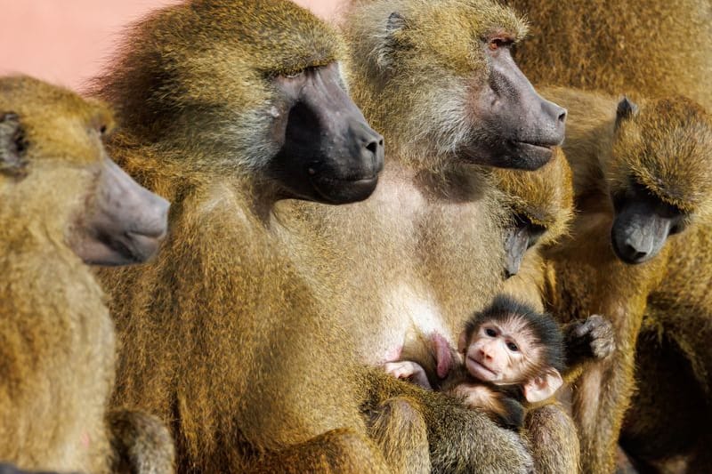 Guinea-Paviane im Tiergarten Nürnberg: Affen sitzen mit einem Jungtier in ihrem Gehege.