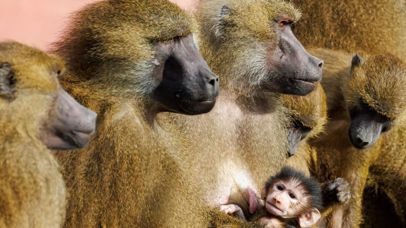 Guinea-Paviane im Tiergarten Nürnberg: Affen sitzen mit einem Jungtier in ihrem Gehege.