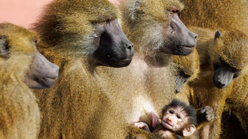 Guinea-Paviane im Tiergarten Nürnberg: Affen sitzen mit einem Jungtier in ihrem Gehege.
