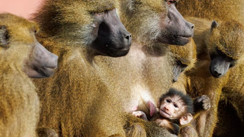 Guinea-Paviane im Tiergarten Nürnberg: Affen sitzen mit einem Jungtier in ihrem Gehege.
