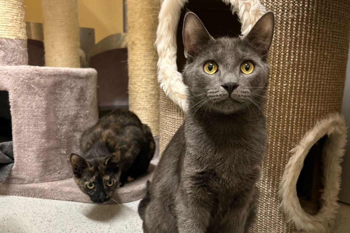 Kater Azul: Er sucht ein ruhiges und verständnisvolles Zuhause.