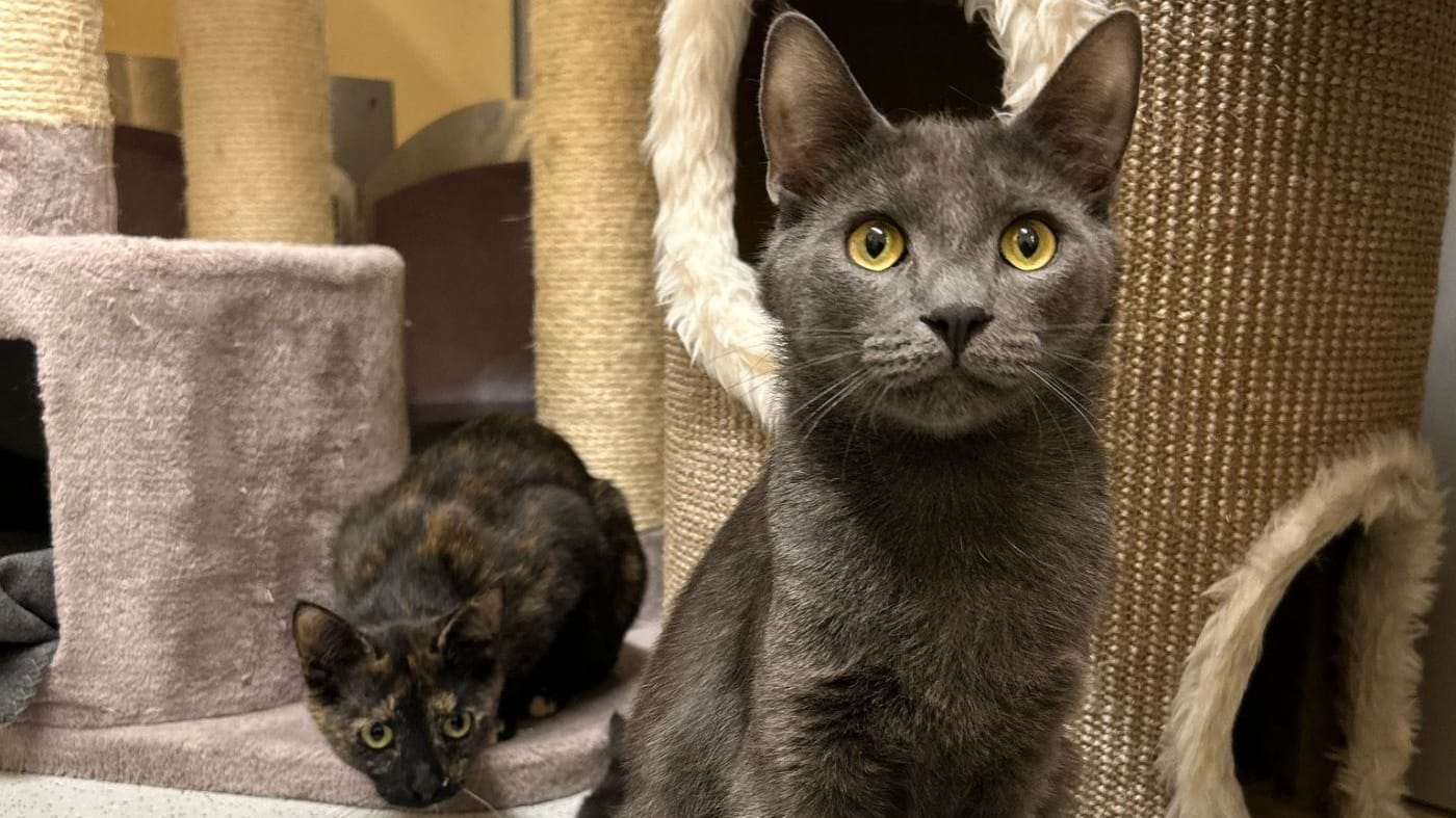 Kater Azul: Er sucht ein ruhiges und verständnisvolles Zuhause.