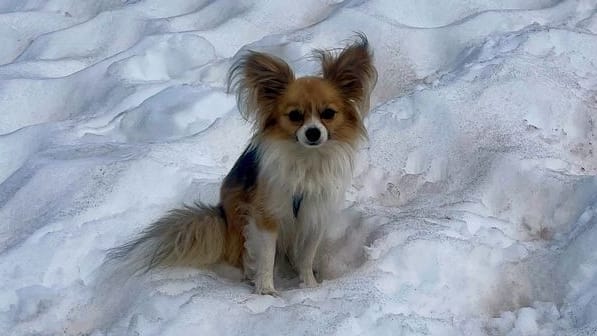 Ein Hund sitzt auf der Schneefläche eines Gletschers in den Schweizer Alpen: Als sein Herrchen in eine Spalte stürzte, wartete der Vierbeiner geduldig auf die Retter.