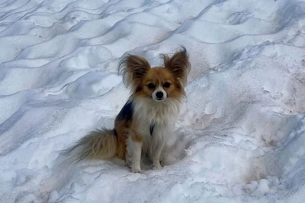 Ein Hund sitzt auf der Schneefläche eines Gletschers in den Schweizer Alpen: Als sein Herrchen in eine Spalte stürzte, wartete der Vierbeiner geduldig auf die Retter.