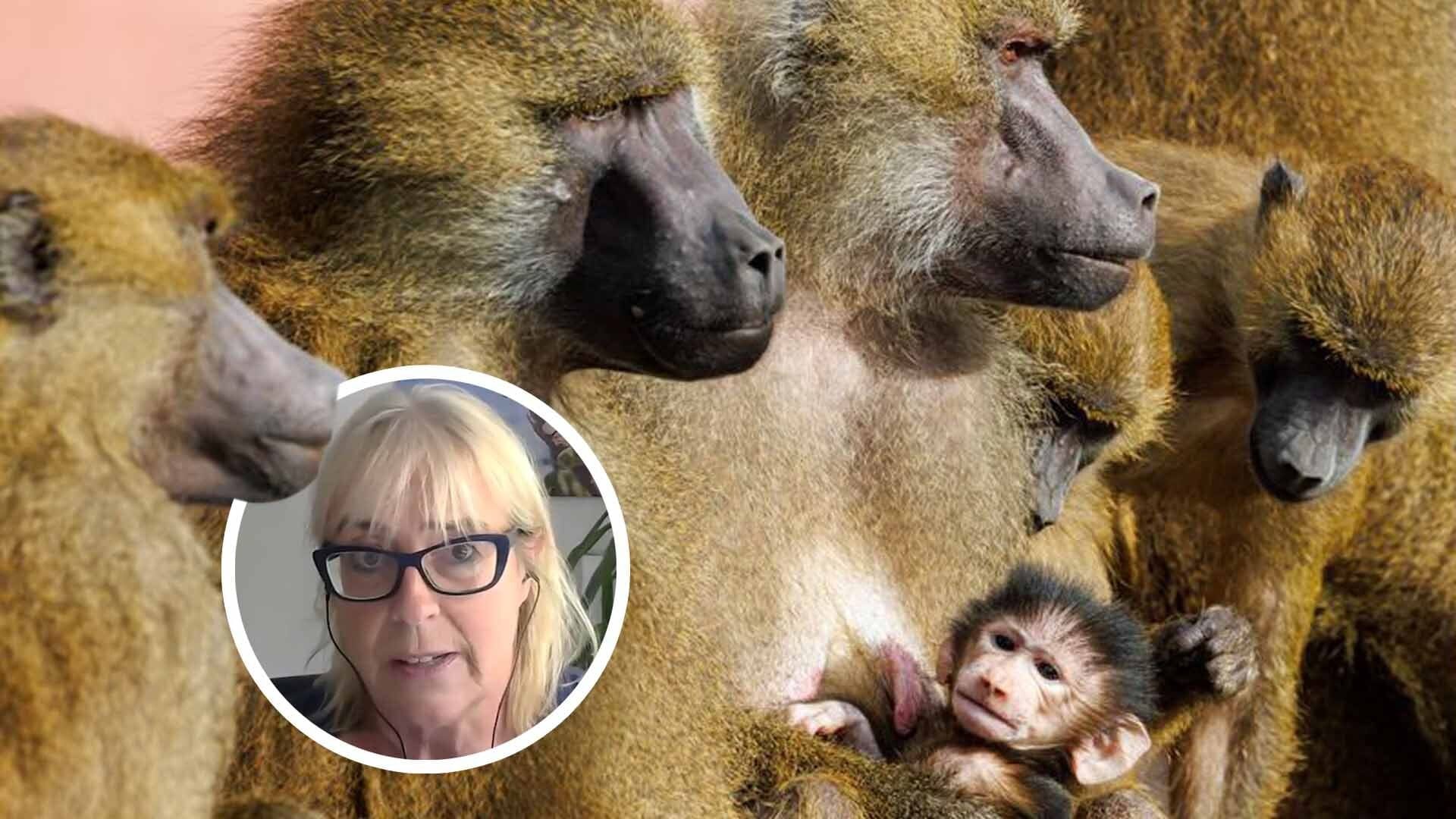 Dr. Sandra Altherr äußert sich zu der geplanten Paviantötung im Nürnberger Tiergarten.