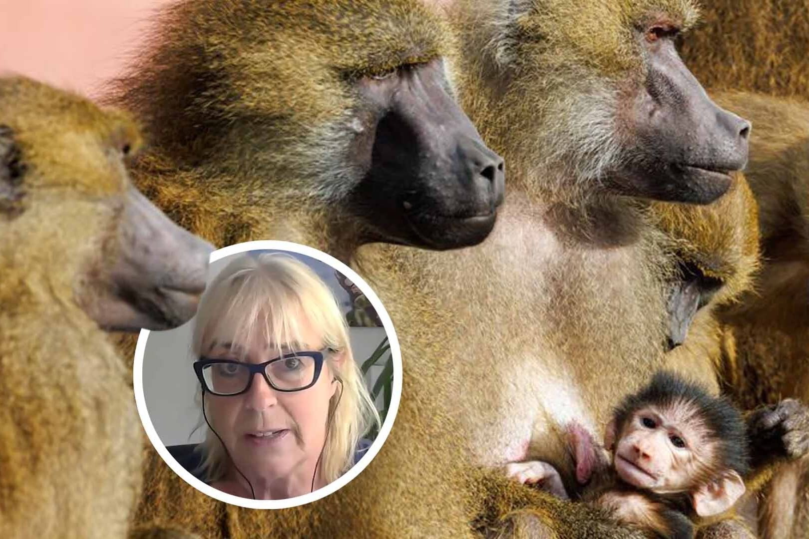 Dr. Sandra Altherr äußert sich zu der geplanten Paviantötung im Nürnberger Tiergarten. Dr. Sandra Altherr äußert sich zu der geplanten Paviantötung im Nürnberger Tiergarten.