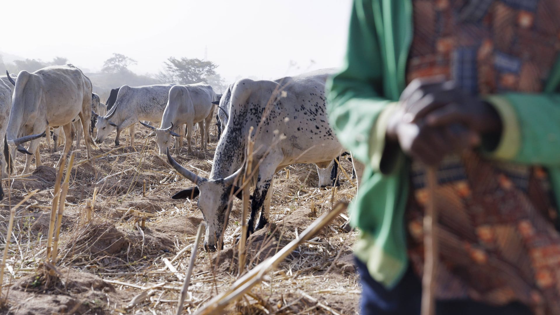 Hirte auf einem Feld in Nigeria (Symbolbild): Die Welternährungsorganisation kann immer weniger Menschen versorgen. Hirte auf einem Feld in Nigeria (Symbolbild): Die Welternährungsorganisation kann immer weniger Menschen versorgen.