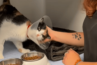 Agapi erfreut sich inzwischen wieder bester Gesundheit: Nun sucht die Katze eine liebevolle Familie.