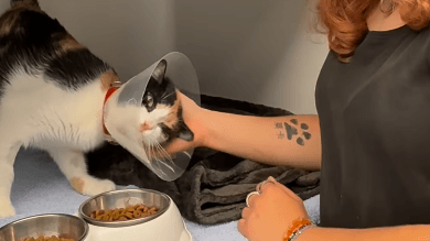 Agapi erfreut sich inzwischen wieder bester Gesundheit: Nun sucht die Katze eine liebevolle Familie. Agapi erfreut sich inzwischen wieder bester Gesundheit: Nun sucht die Katze eine liebevolle Familie.