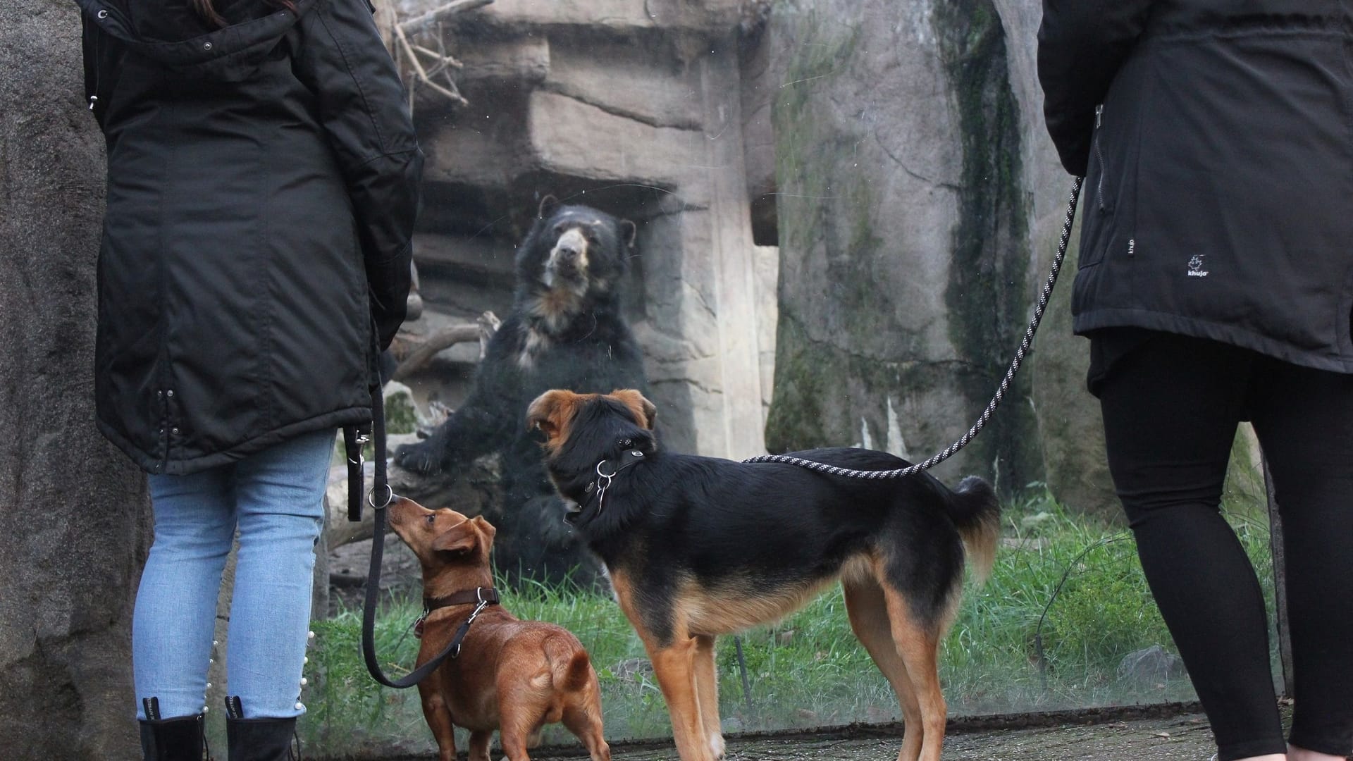 Hunde im Duisburger Zoo (Archivbild): Der Zoo hat den Hundebesuch ausgiebig getestet.