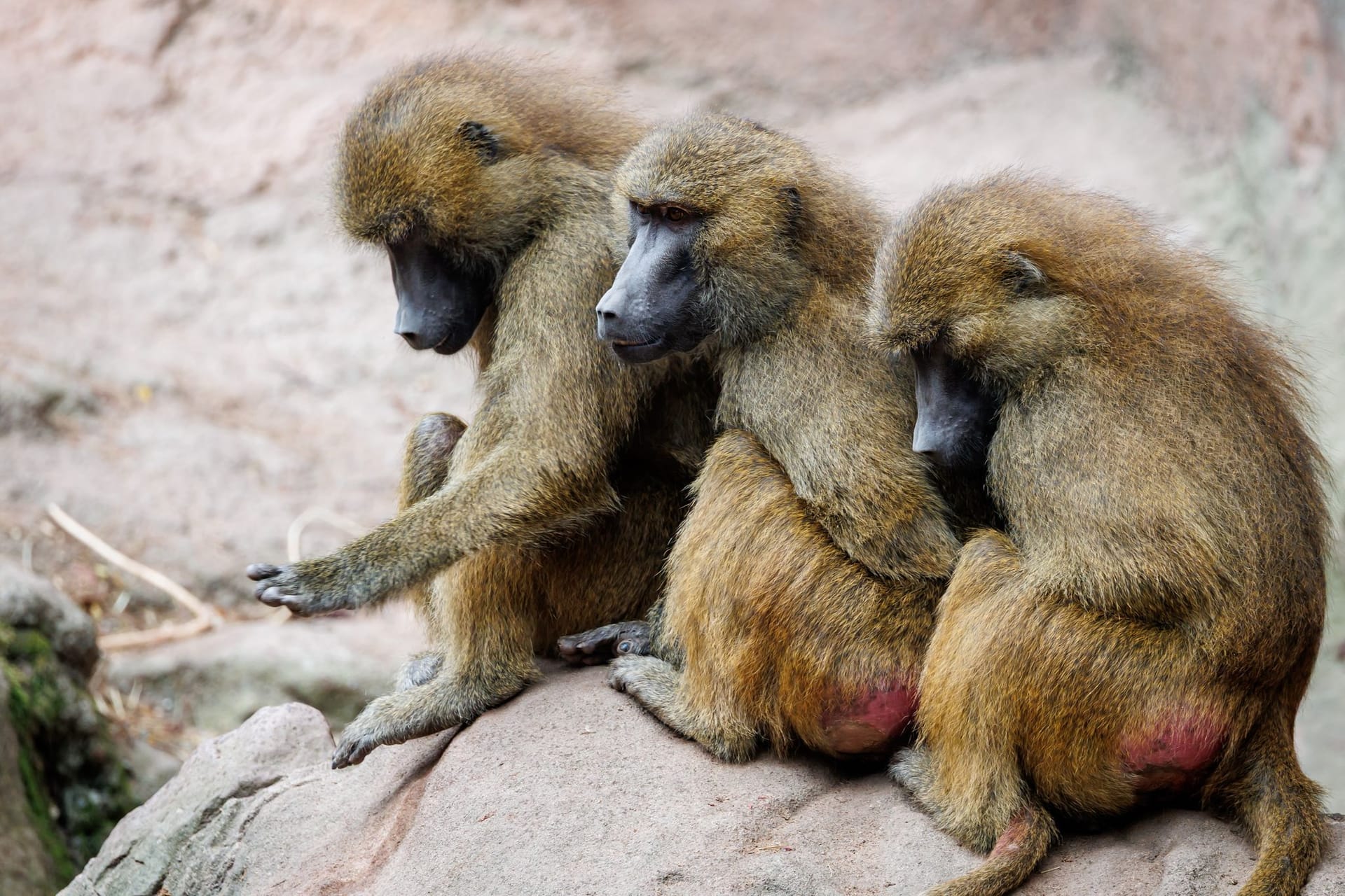 Guinea-Paviane im Tiergarten Nürnberg