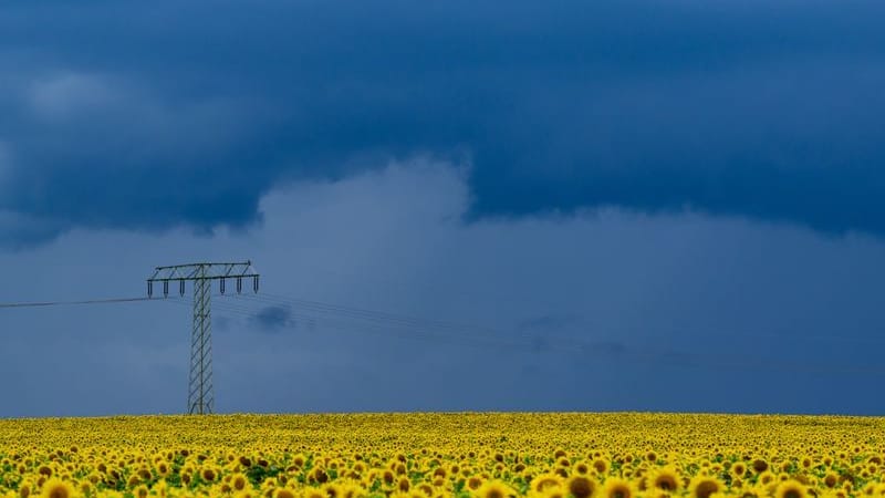 Dunkle Gewitterwolken ziehen über die Landschaft und über ein blühendes Sonnenblumenfeld im östlichen Brandenburg.